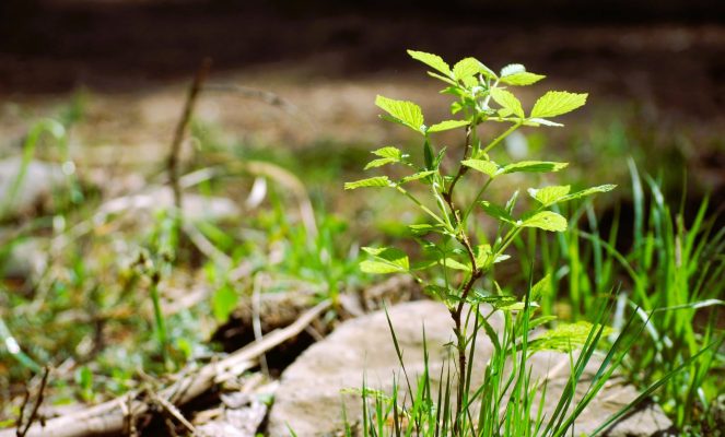 Recunostinta 2048x1235